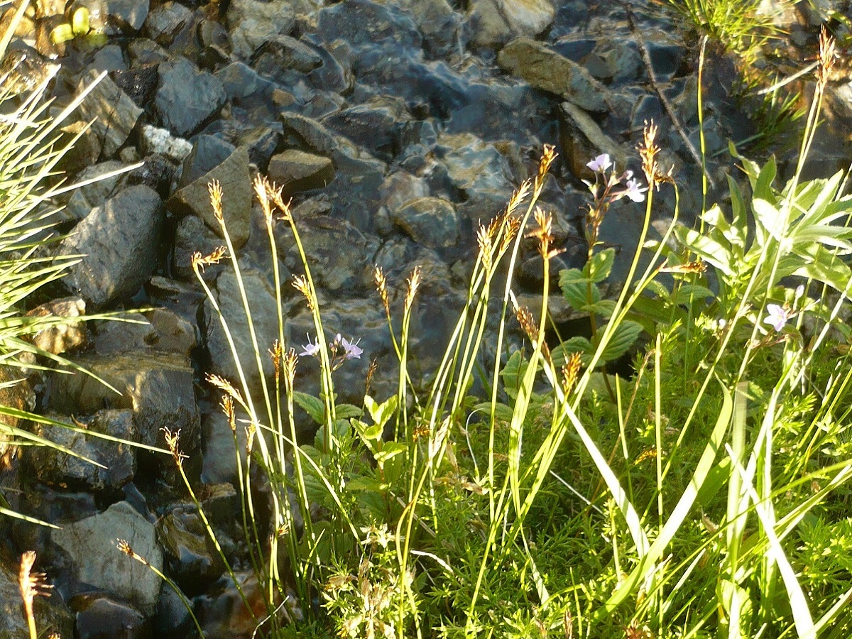 Carex pyrenaica (Cyperaceae)
